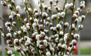 Верба как символ православной веры: Покровительство и обновление